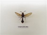 藏品(鑲銹平唇蜾蠃)的圖片